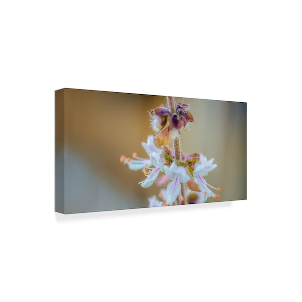 Pixie Pics 'Macro Basil Flowers' Canvas Art,24x47